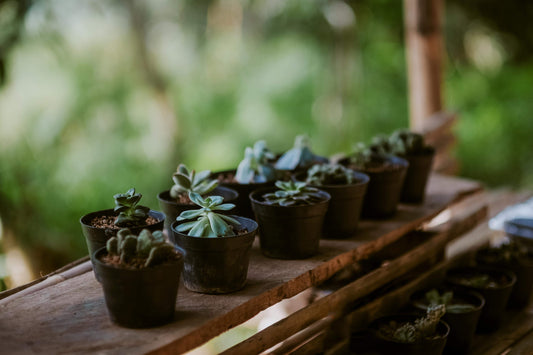 The Appeal of Vintage Plant Pots