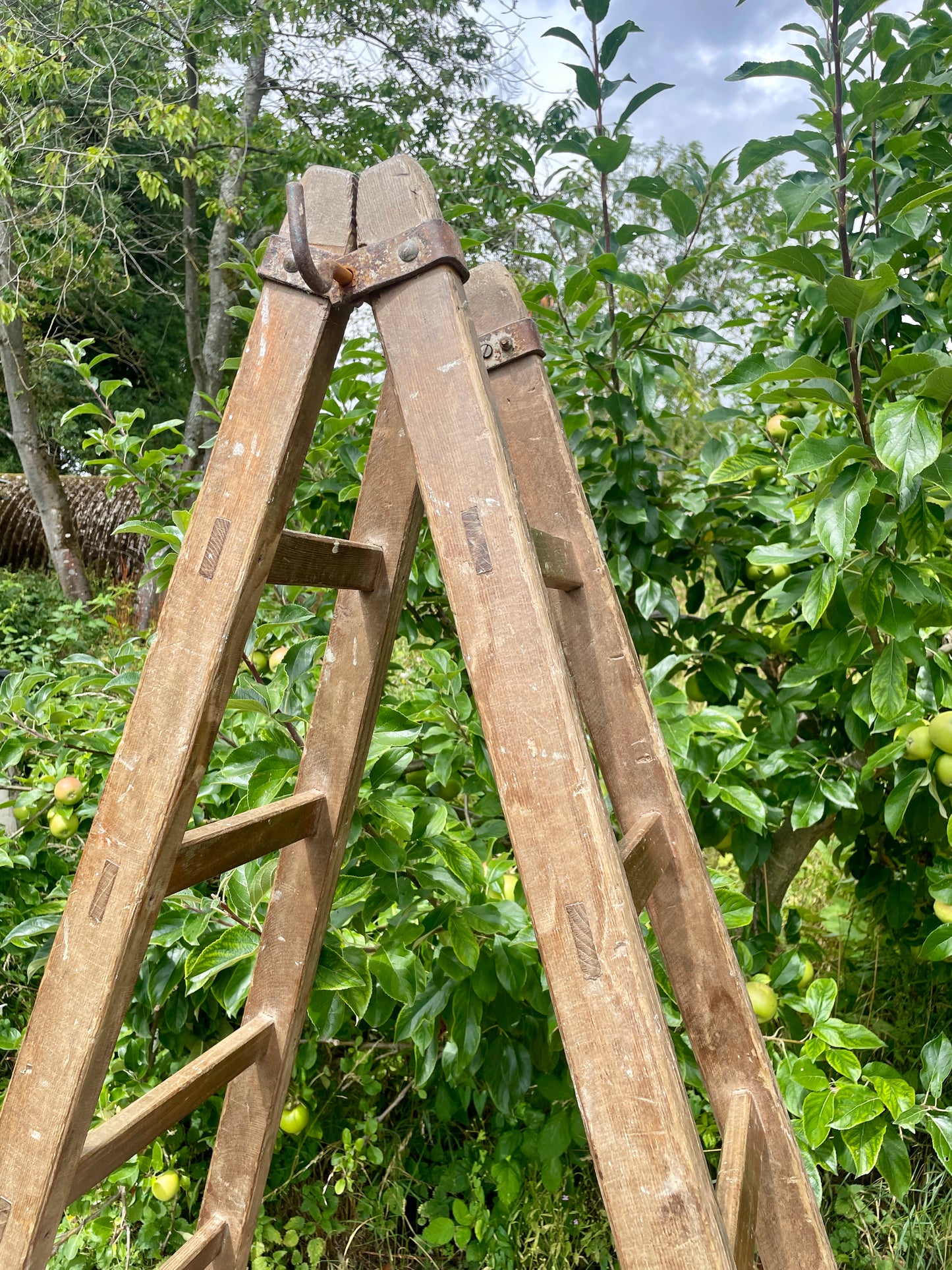 Wooden ladder against a backdrop of green trees and fruit