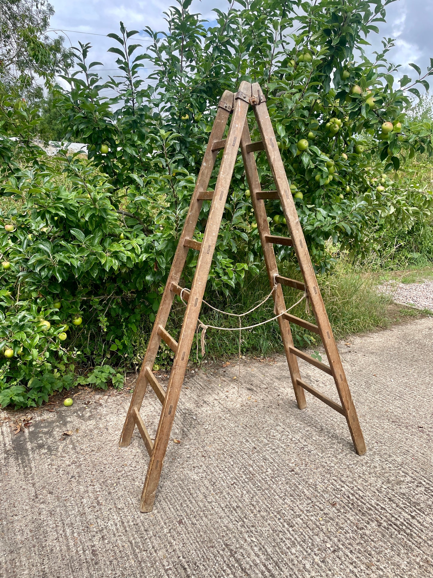 Wooden ladder leaning against a tree in an orchard
