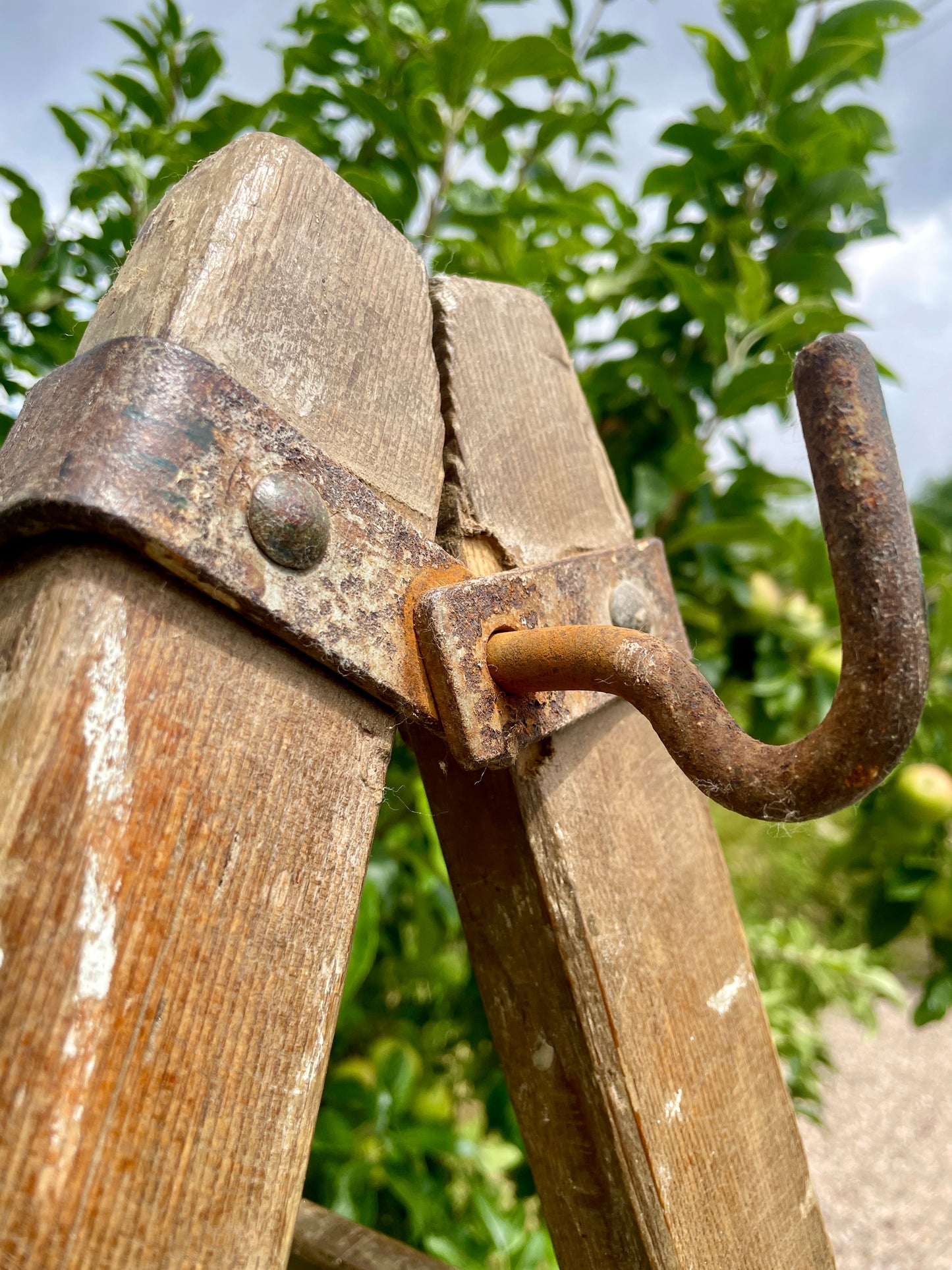 Close-up of a rusty garden shear with wooden handles against a blurred green background