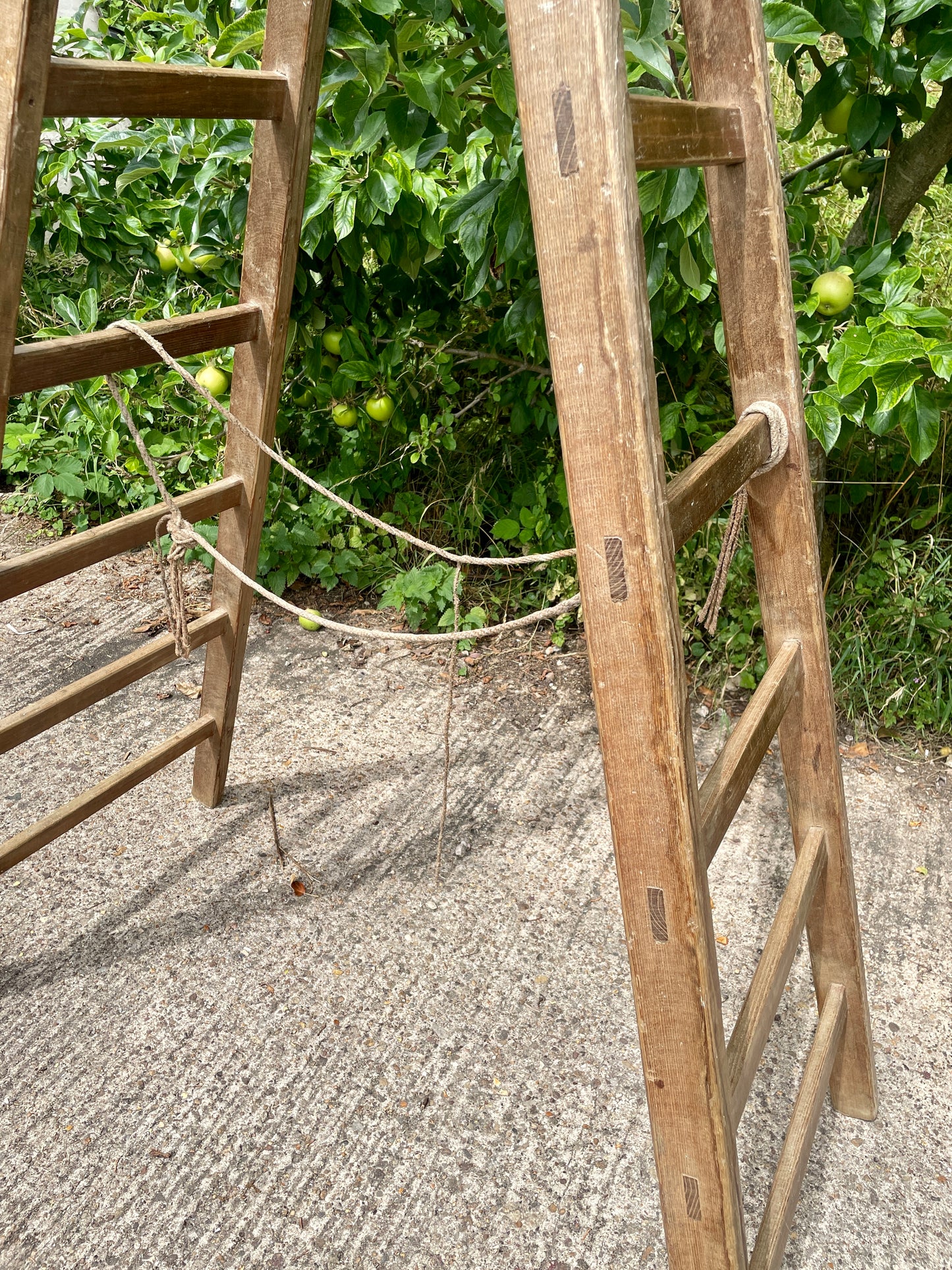 Wooden ladder leaning against a tree with green apples in an orchard setting.