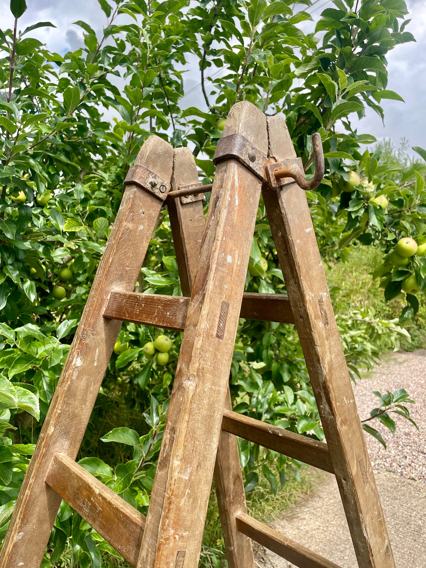 Wooden ladder in an orchard with green apples on trees