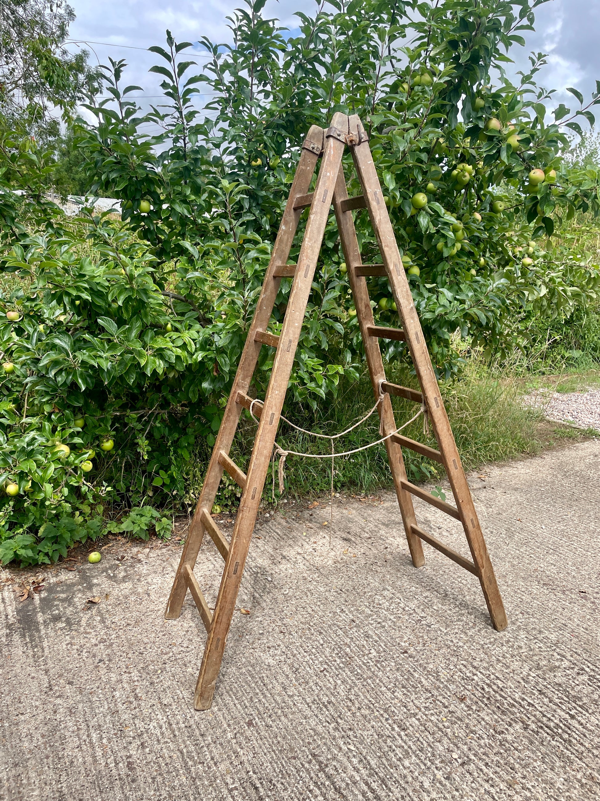 Wooden ladder leaning against a tree in an orchard
