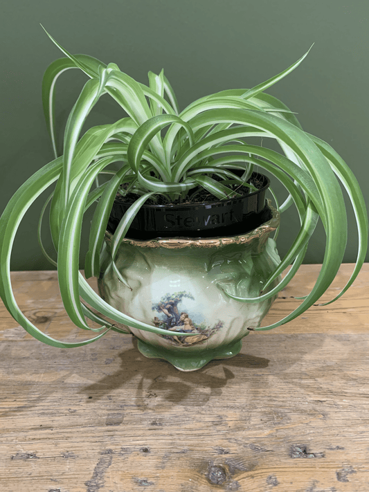 Vintage Plant Pot: Retro Charm for Your Green Haven